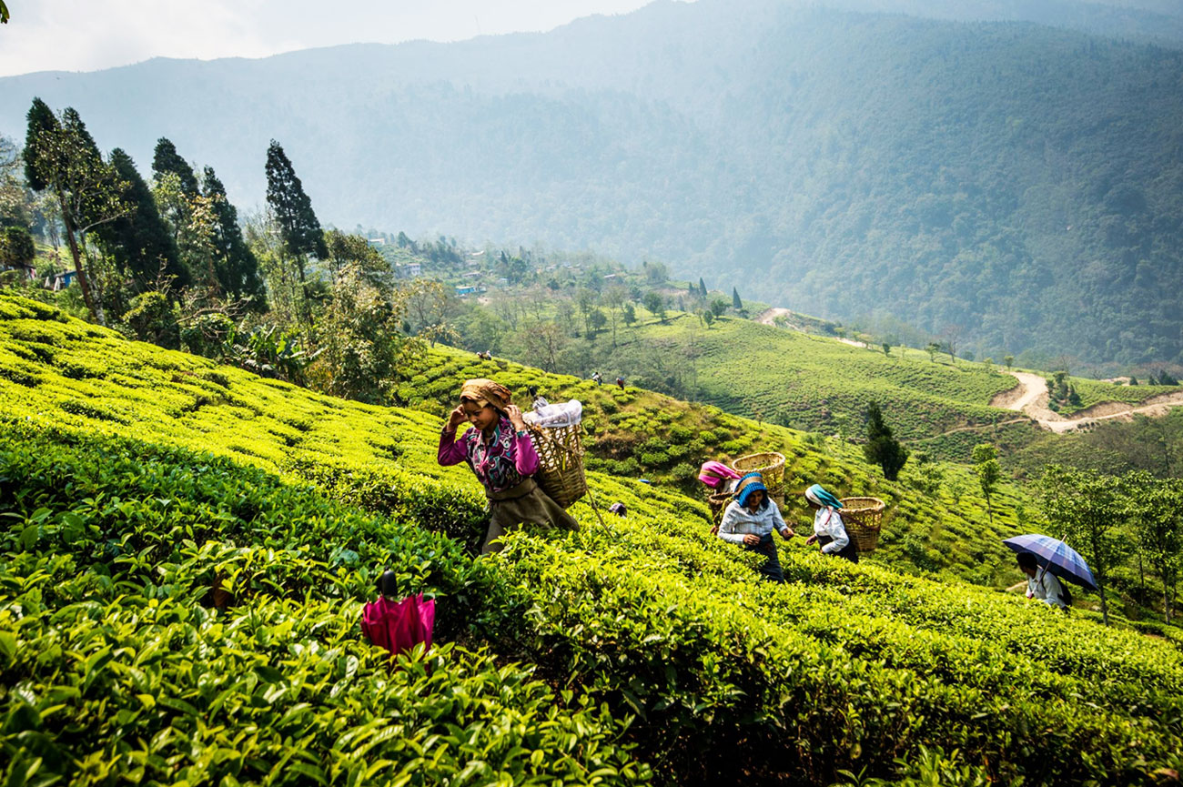 Darjeeling